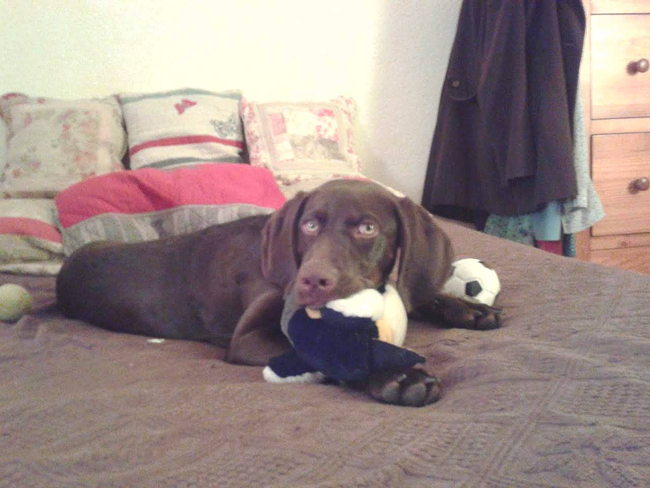 Isis participe au concours pour gagner de l'argent avec cette photo : beagador, canidae, carnivore, companion_dog, dog, dog_breed, fawn, floor, hunting_dog, labrador_retriever, mammal, pointer, pointing_breed, puppy, snout, sporting_group, tail, vertebrate