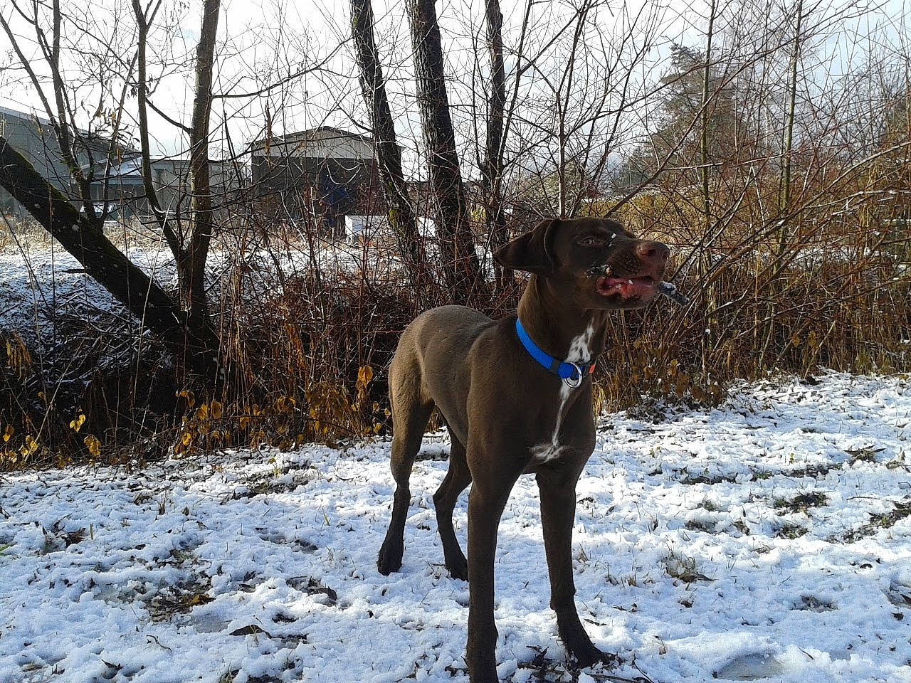 Isis participe au concours pour gagner de l'argent avec cette photo : blue_lacy, canidae, carnivore, dog, dog_breed, eurohound, fawn, german_shorthaired_pointer, hunting_dog, mammal, mountain_cur, plott_hound, pointing_breed, sporting_group, vertebrate, weimaraner, winter