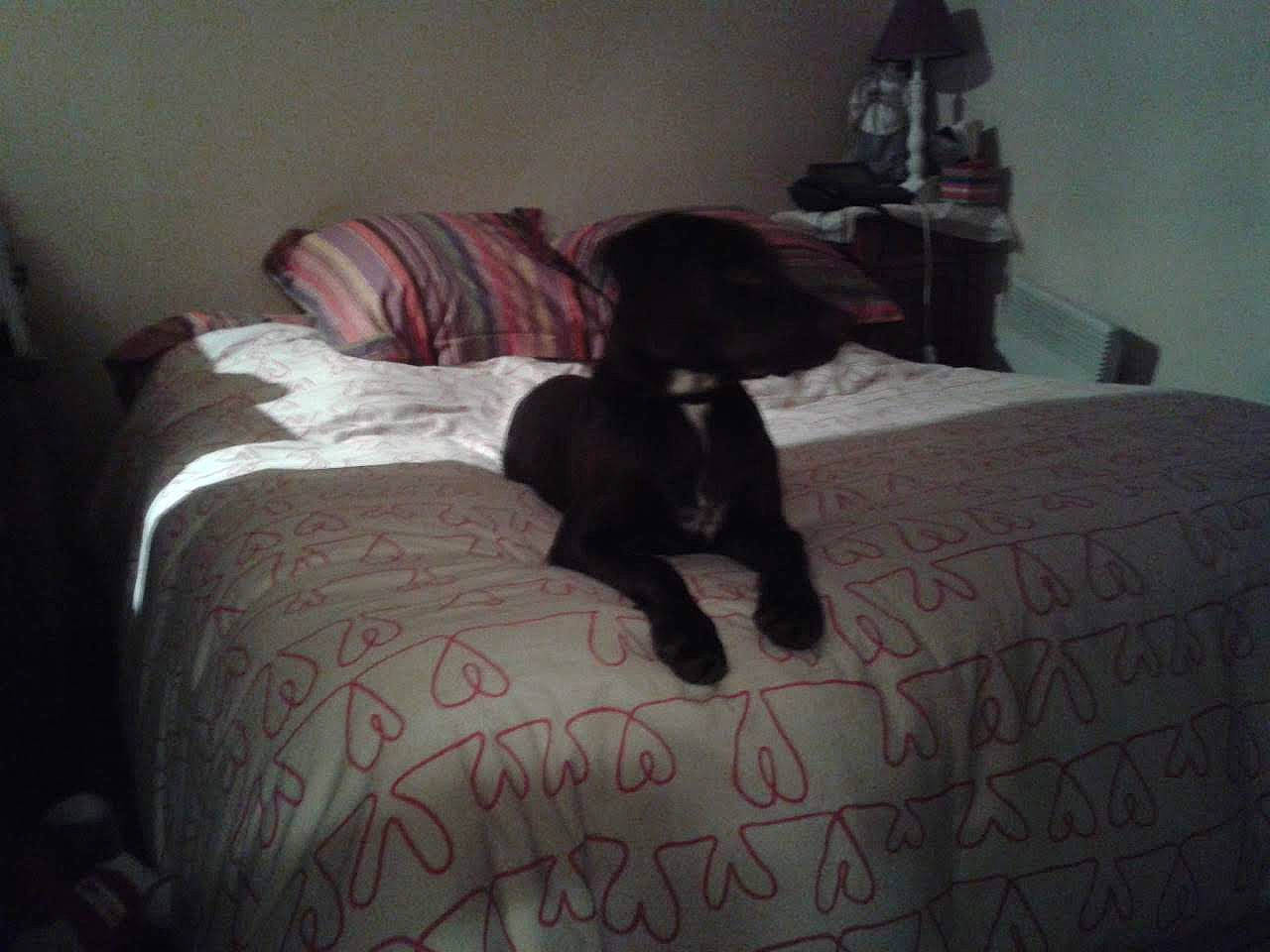 Isis participe au concours pour gagner de l'argent avec cette photo : bed, bed_sheet, bedding, bedroom, canidae, carnivore, comfort, companion_dog, dog, dog_breed, furniture, guard_dog, labrador_retriever, linens, non_sporting_group, pointer, puppy, room, sporting_group, tail