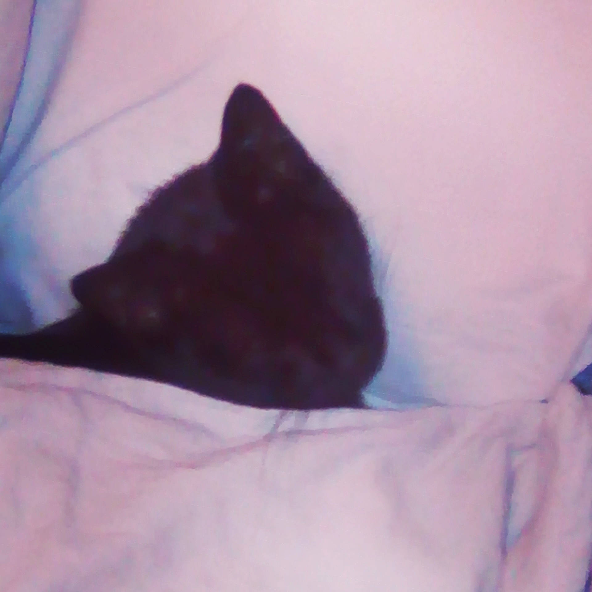 Milka a rejoint le concours — aidez-le/la à gagner de superbes lots ! black, black_cat, carnivore, cat, felidae, fur, linens, small_to_medium_sized_cats, snout, tail, whiskers