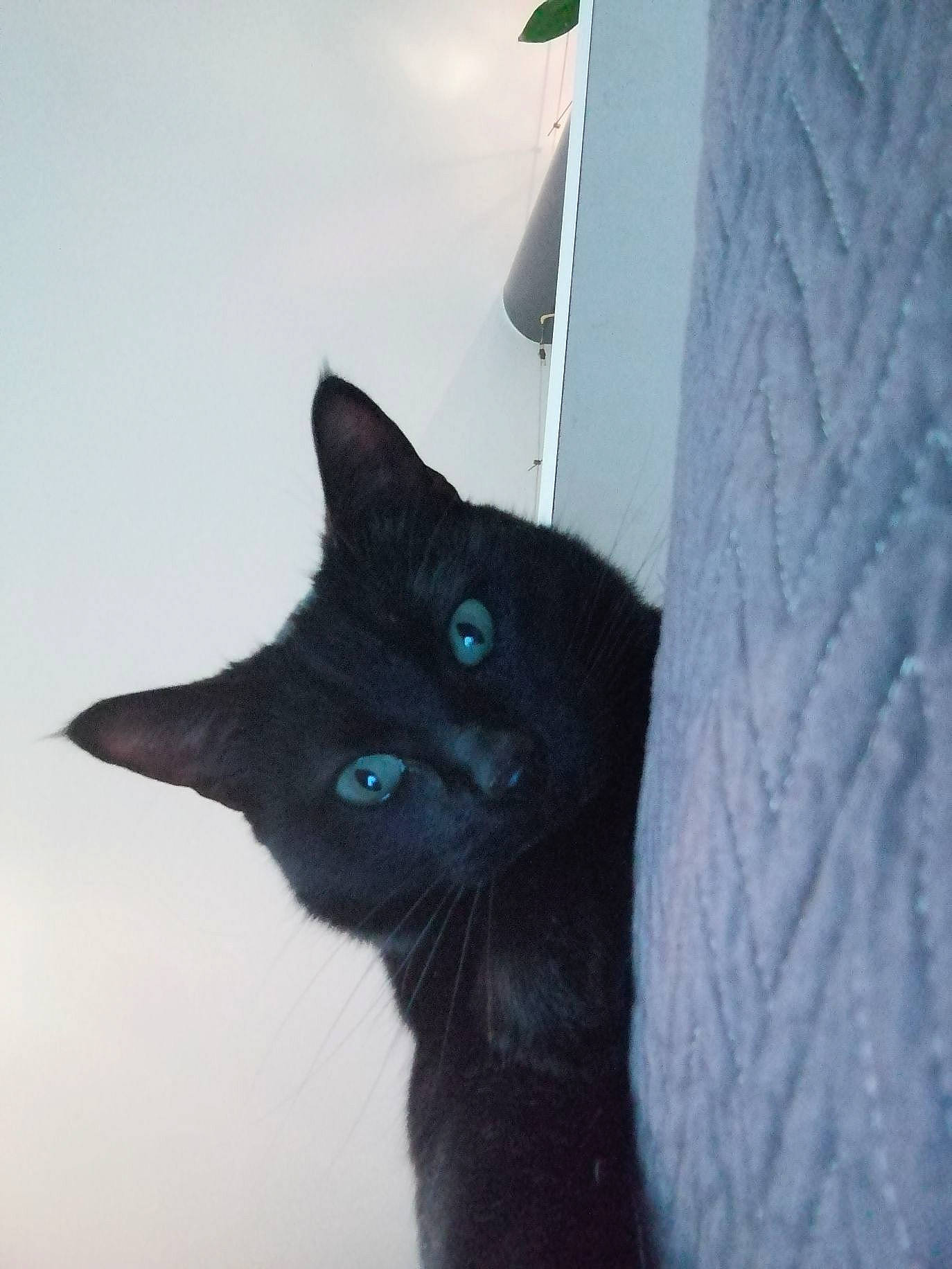 Milka a rejoint le concours — aidez-le/la à gagner de superbes lots ! black, black_cat, blue, bombay, british_shorthair, carnivore, cat, domestic_short_haired_cat, ear, eye, felidae, fur, kitten, korat, nebelung, russian_blue, small_to_medium_sized_cats, tail, whiskers