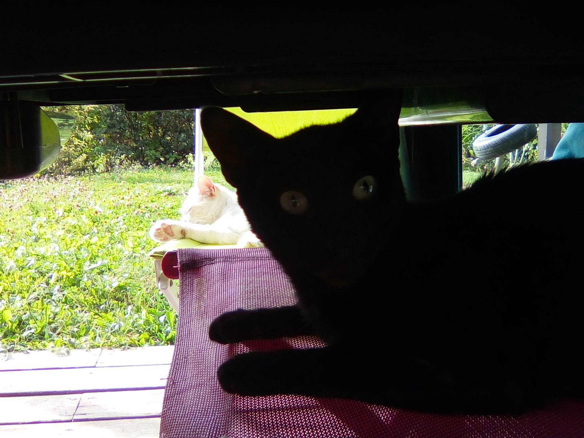 Milka a rejoint le concours — aidez-le/la à gagner de superbes lots ! asian, black_cat, carnivore, cat, domestic_short_haired_cat, dress, felidae, hand, photography, small_to_medium_sized_cats, tail, whiskers, window