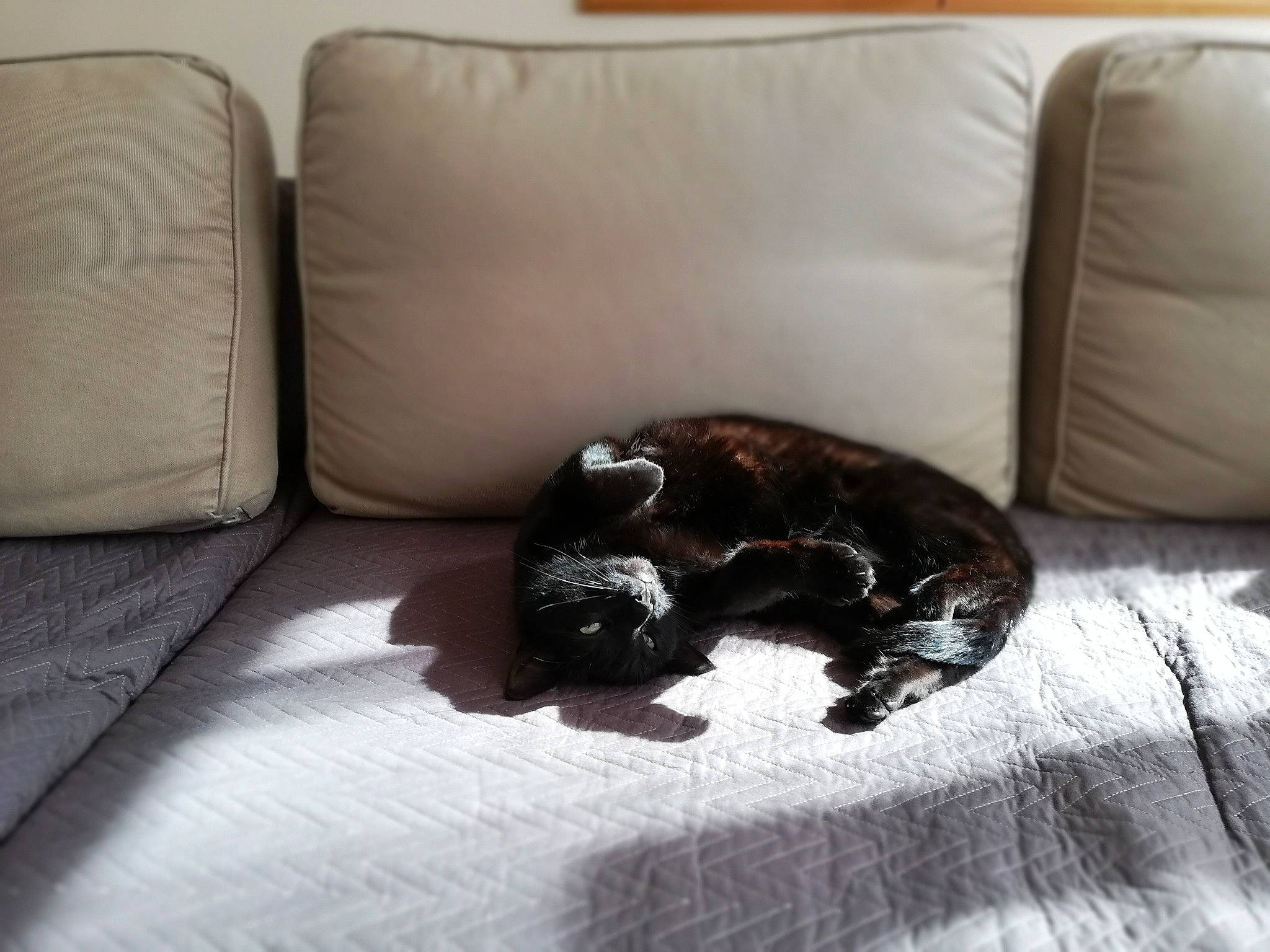 Milka a rejoint le concours — aidez-le/la à gagner de superbes lots ! american_cocker_spaniel, canidae, carnivore, cat, comfort, companion_dog, couch, dog, dog_breed, french_bulldog, furniture, non_sporting_group, puppy, sporting_group