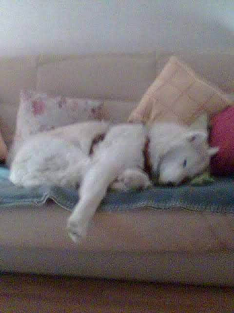 Russia a rejoint le concours — aidez-le/la à gagner de superbes lots ! canidae, carnivore, cat, dog, dog_breed, felidae, nap, non_sporting_group, puppy, sporting_group, tail, turkish_angora