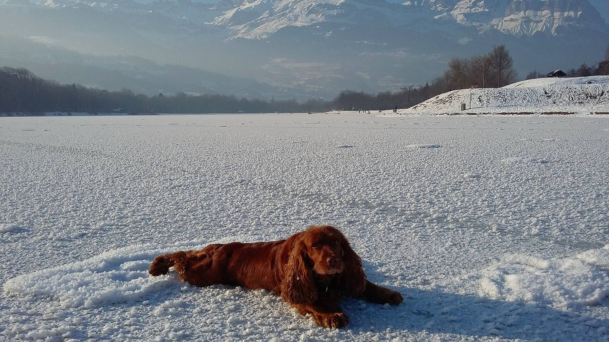 Canel a rejoint le concours — aidez-le/la à gagner de superbes lots ! boykin_spaniel, canidae, carnivore, cocker_spaniel, dog, dog_breed, field_spaniel, ice, irish_setter, nova_scotia_duck_tolling_retriever, setter, sky, snow, spaniel, sporting_group, winter