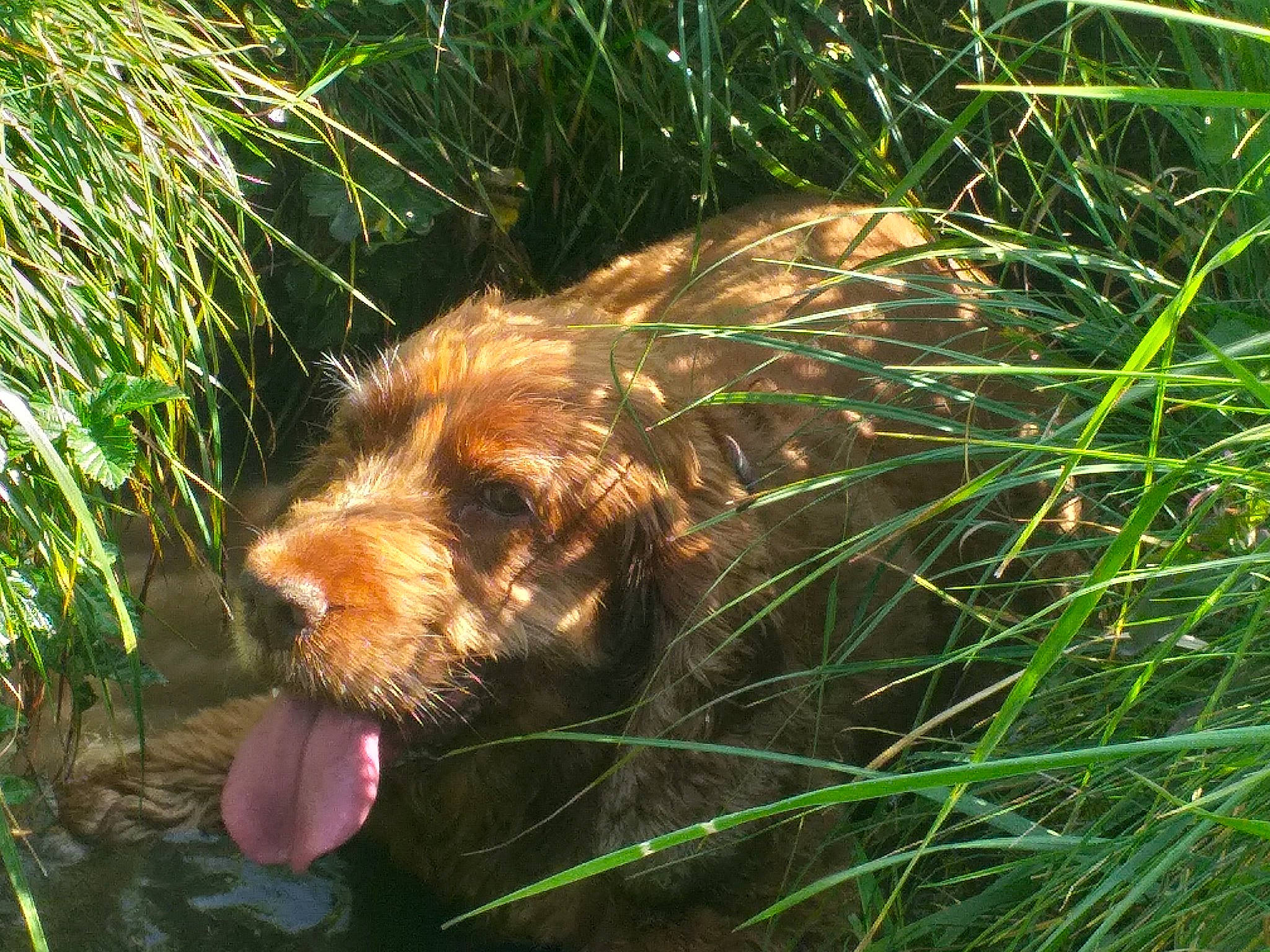 Canel a rejoint le concours — aidez-le/la à gagner de superbes lots ! canidae, carnivore, dog, dog_breed, grass, grass_family, liver, plant, pointing_breed, spinone_italiano, sporting_group