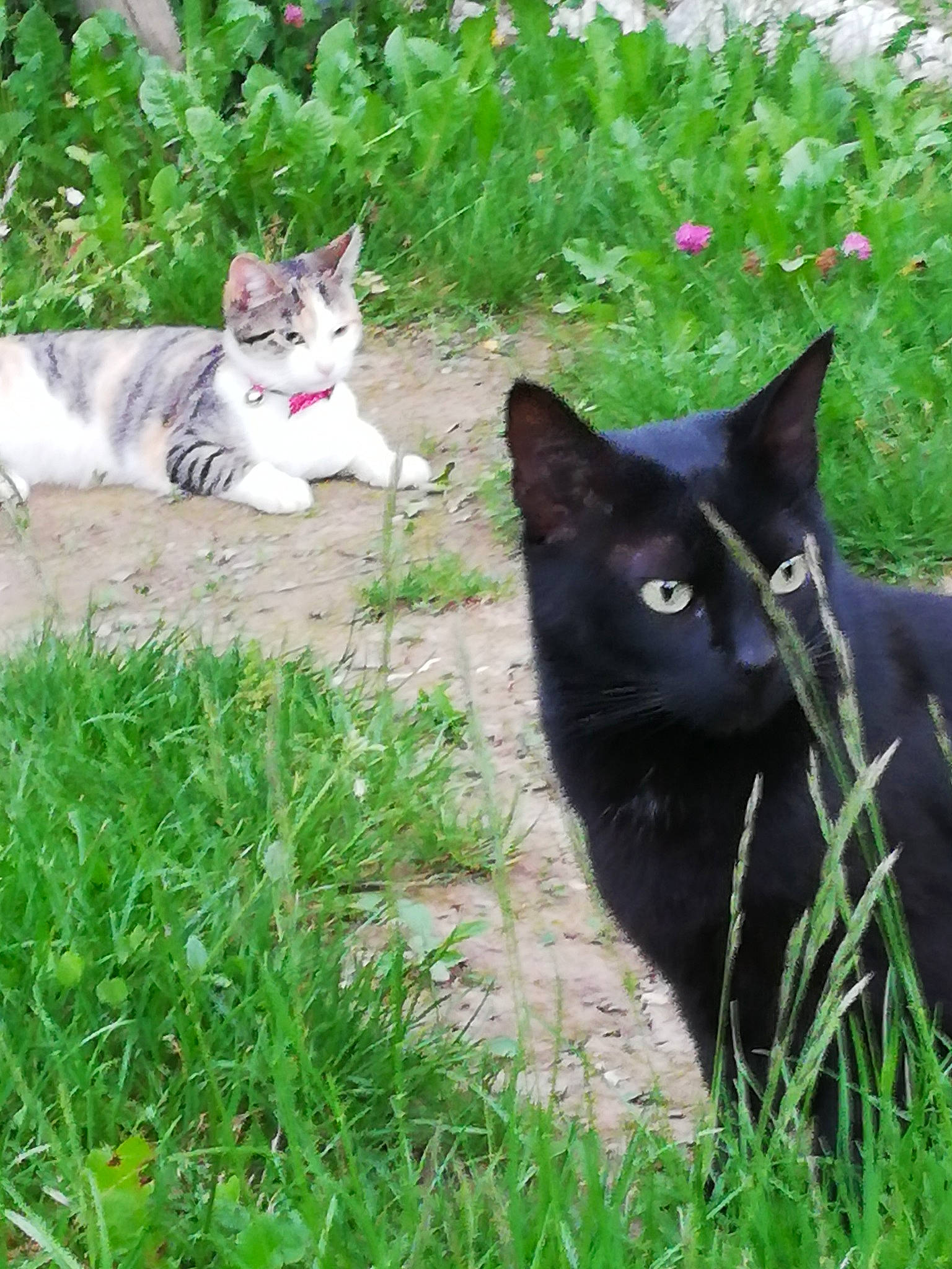 Fraise a rejoint le concours — aidez-le/la à gagner de superbes lots ! aegean_cat, american_wirehair, asian, black_cat, carnivore, cat, domestic_short_haired_cat, european_shorthair, felidae, german_rex, grass, grass_family, lawn, mammal, plant, polydactyl_cat, small_to_medium_sized_cats, tail, whiskers, wild_cat