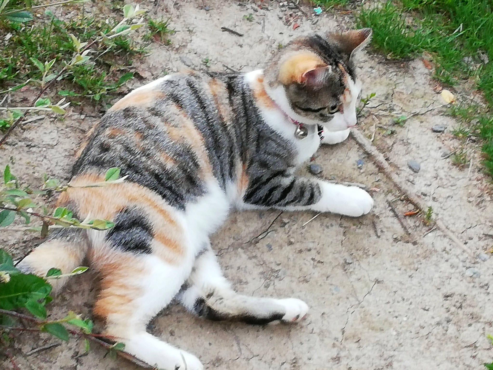 Fraise participe au concours pour gagner de l'argent avec cette photo : aegean_cat, carnivore, cat, domestic_short_haired_cat, european_shorthair, felidae, fur, grass, mammal, organism, plant, polydactyl_cat, small_to_medium_sized_cats, snout, tabby_cat, tail, whiskers, wild_cat