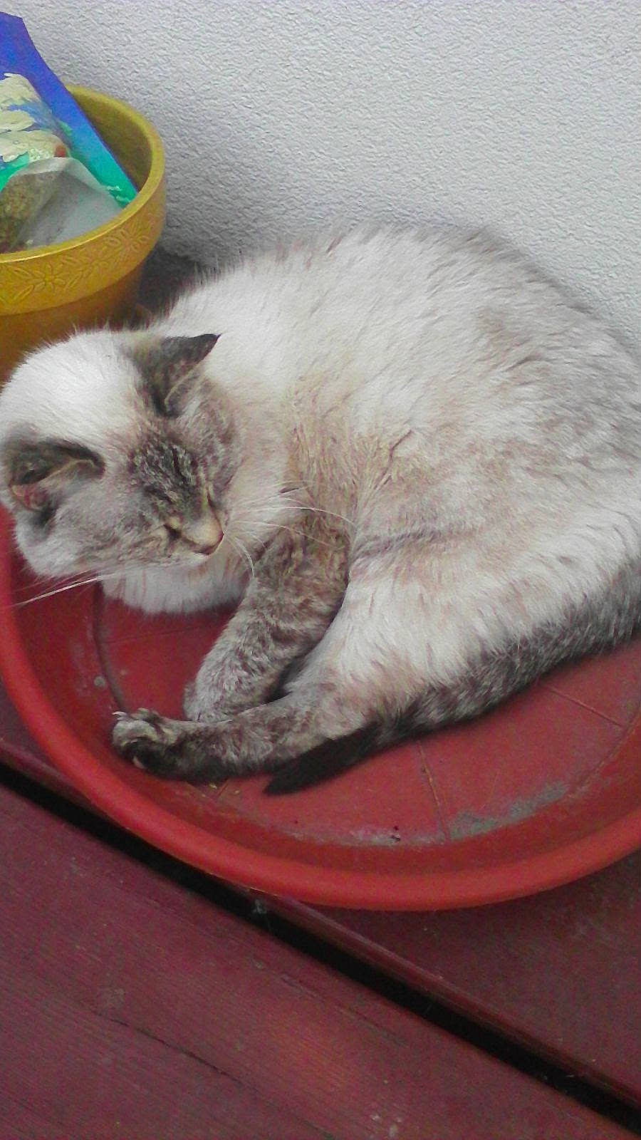 Chanel a rejoint le concours — aidez-le/la à gagner de superbes lots ! asian, balinese, british_semi_longhair, burmilla, carnivore, cat, cat_bed, cat_supply, domestic_long_haired_cat, domestic_short_haired_cat, european_shorthair, felidae, kitten, mammal, nap, ojos_azules, ragdoll, small_to_medium_sized_cats, thai, whiskers