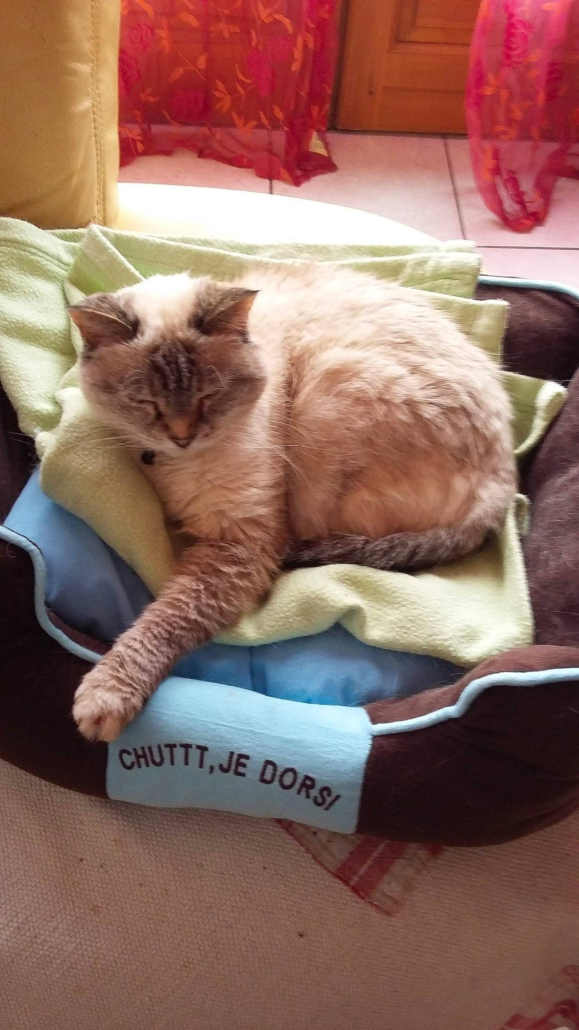 Chanel a rejoint le concours — aidez-le/la à gagner de superbes lots ! asian, carnivore, cat, comfort, fawn, felidae, kitten, nap, sleep, small_to_medium_sized_cats, tonkinese, whiskers