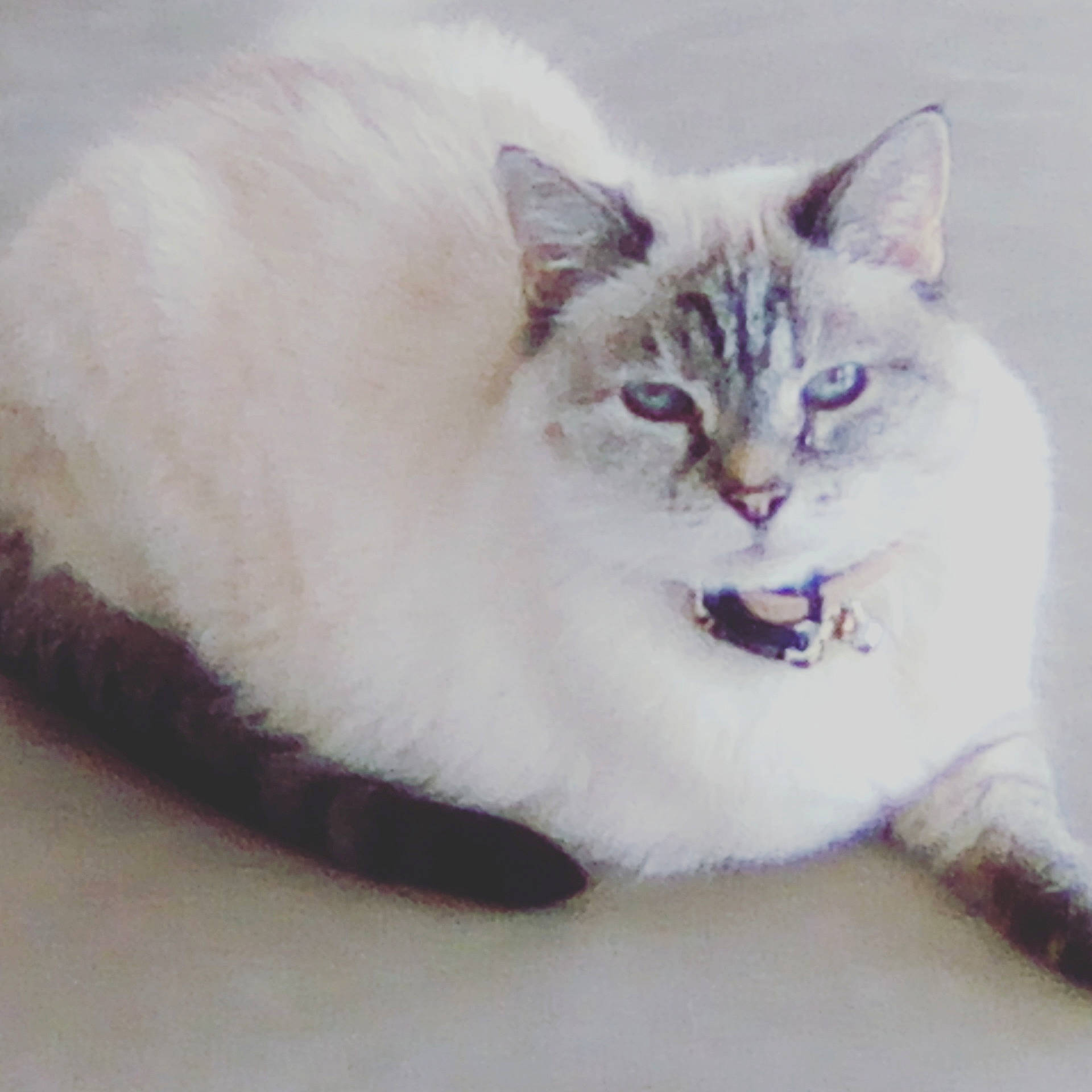 Chanel participe au concours pour gagner de l'argent avec cette photo : american_wirehair, asian, asian_semi_longhair, birman, burmilla, carnivore, cat, colorpoint_shorthair, cymric, domestic_long_haired_cat, domestic_short_haired_cat, felidae, kitten, mammal, ragdoll, small_to_medium_sized_cats, tail, turkish_angora, vertebrate, whiskers