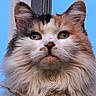 cat, calico, fluffy, fur, close_up, portrait, animal, pet, green_eyes, ears, whiskers, outdoor, sky, majestic, feline, cute, soft, calm, domestic_animal, nature