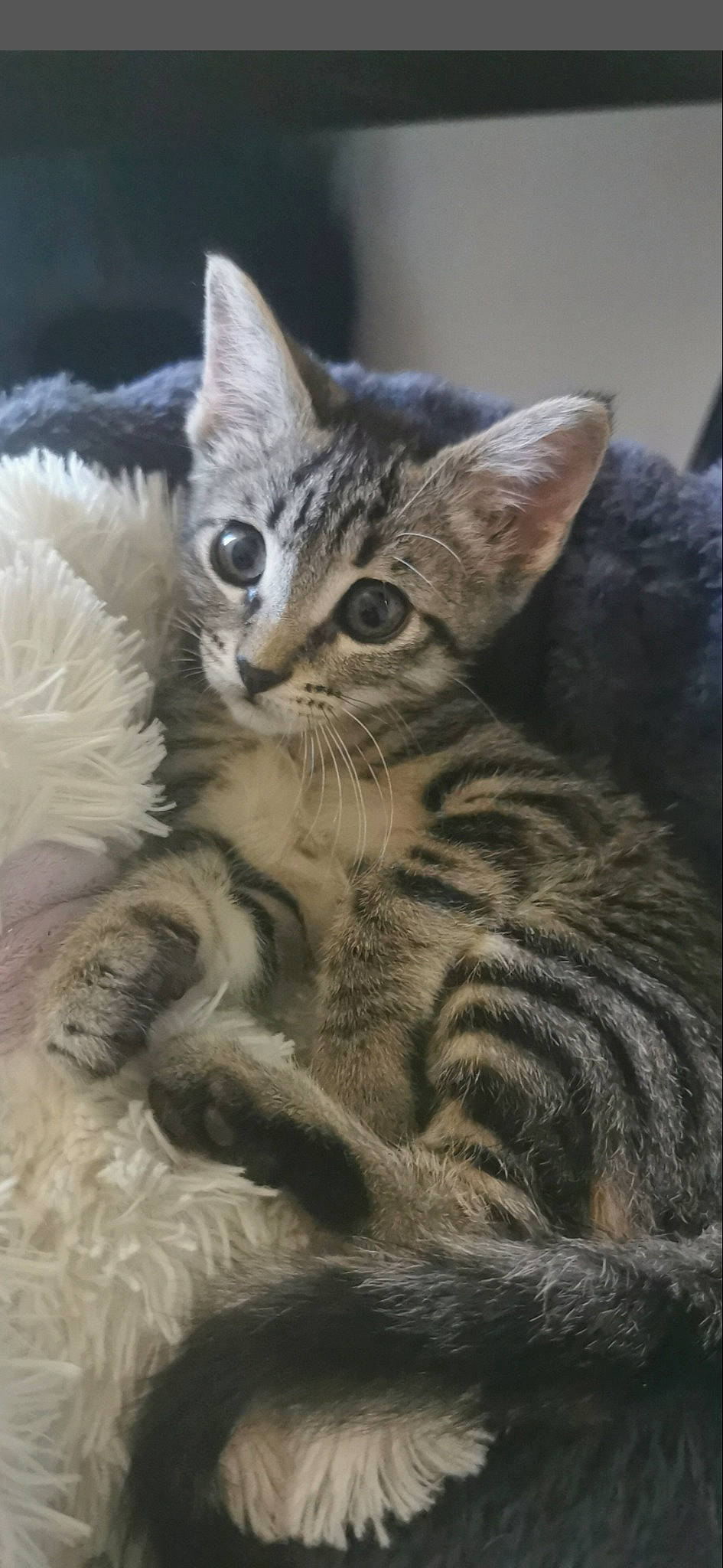 Tokyo a rejoint le concours — aidez-le/la à gagner de superbes lots ! carnivore, cat, claw, domestic_short_haired_cat, felidae, fur, paw, small_to_medium_sized_cats, snout, tail, terrestrial_animal, whiskers, wildlife