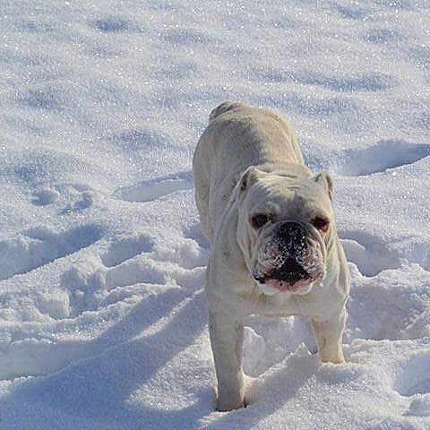 Stella
