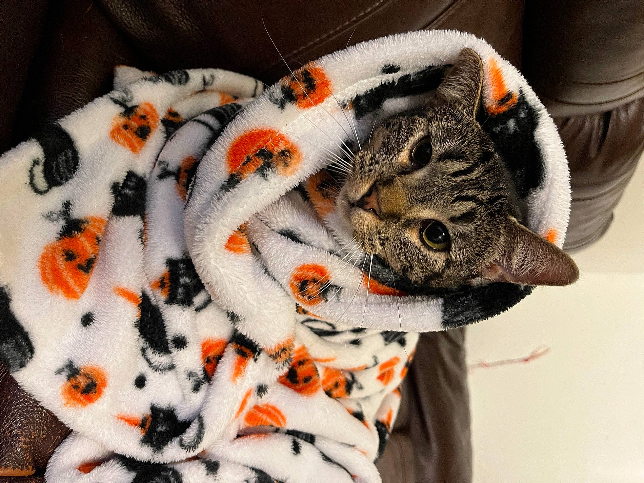 Persephone is registered to the contest to win money with this photo: bag, big_cats, carmine, carnivore, cat, fashion_accessory, felidae, fish, fur, glove, orange, pattern, plant, plush, small_to_medium_sized_cats, stuffed_toy, tail, textile, toy, whiskers