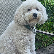 Oliver is registered to the contest to win money with this photo: dog, white_dog, fluffy, curly_fur, pet, canine, portrait, sitting, outdoor, garden, plants, greenery, patio, chair, collar, dog_tags, black_nose, brown_eyes, long_fur, companion_animal