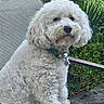 dog, white_dog, fluffy, curly_fur, pet, canine, portrait, sitting, outdoor, garden, plants, greenery, patio, chair, collar, dog_tags, black_nose, brown_eyes, long_fur, companion_animal