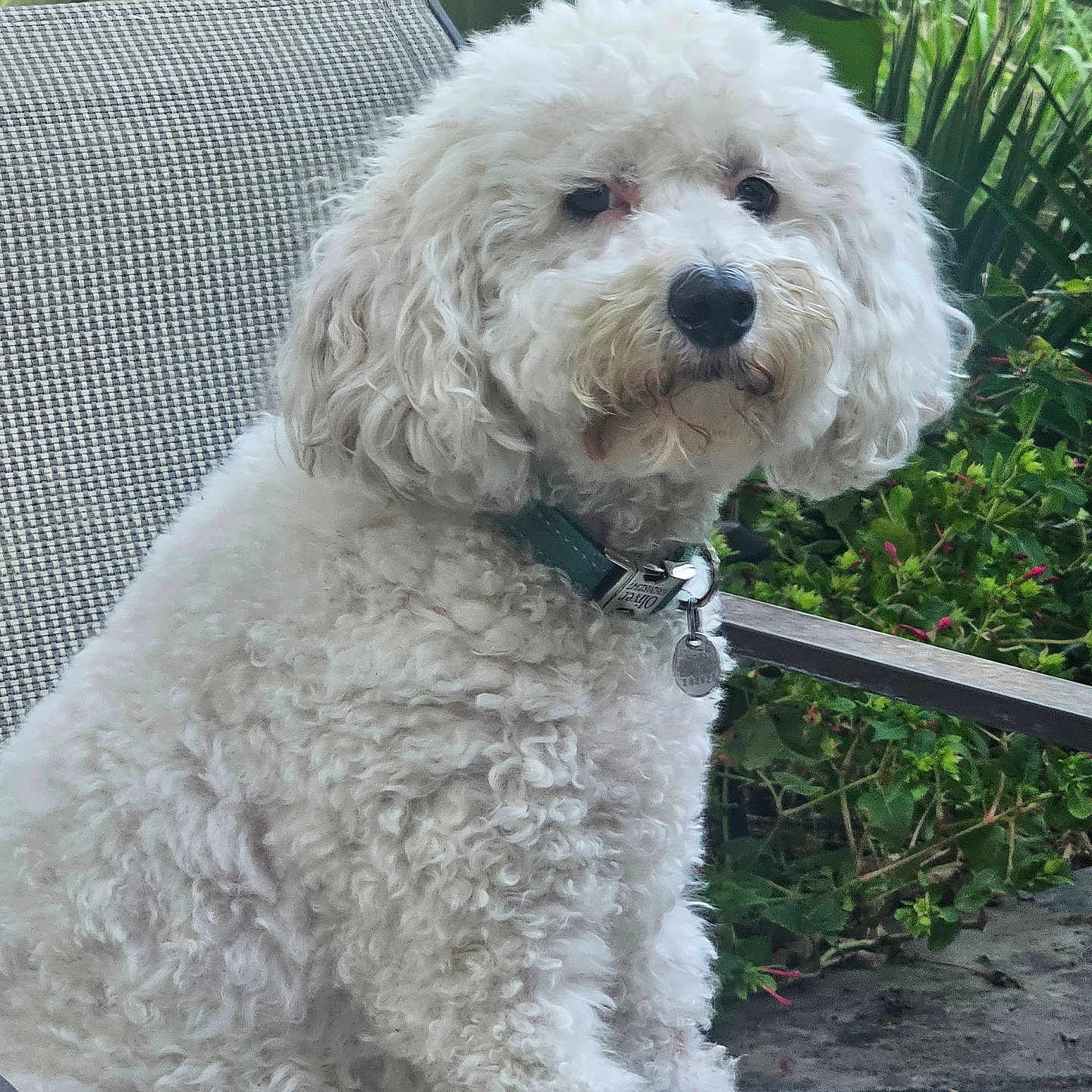 Oliver is registered to the contest to win money with this photo: dog, white_dog, fluffy, curly_fur, pet, canine, portrait, sitting, outdoor, garden, plants, greenery, patio, chair, collar, dog_tags, black_nose, brown_eyes, long_fur, companion_animal
