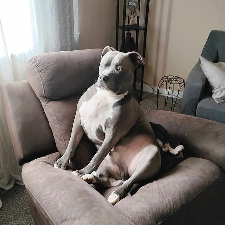 Tank is registered to the contest to win money with this photo: armchair, canine, carpet, cozy, curtains, cushion, decor, dog, furniture, gray_coat, home, indoor, living_room, natural_light, pet, relaxed, seated, shelf, two_dogs, window