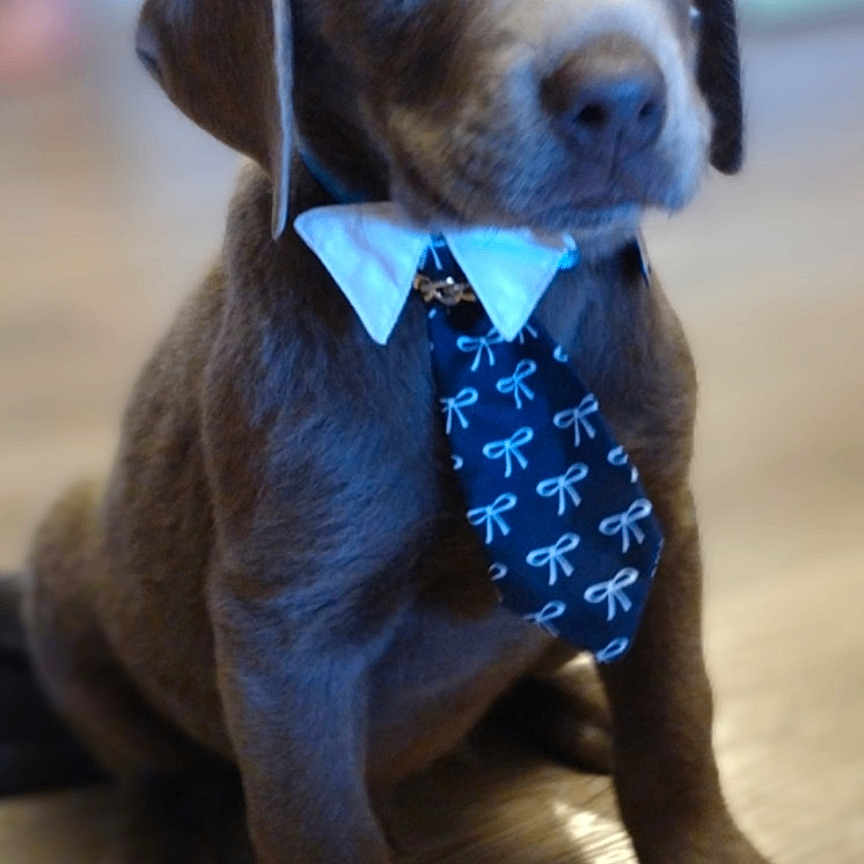 Buckley