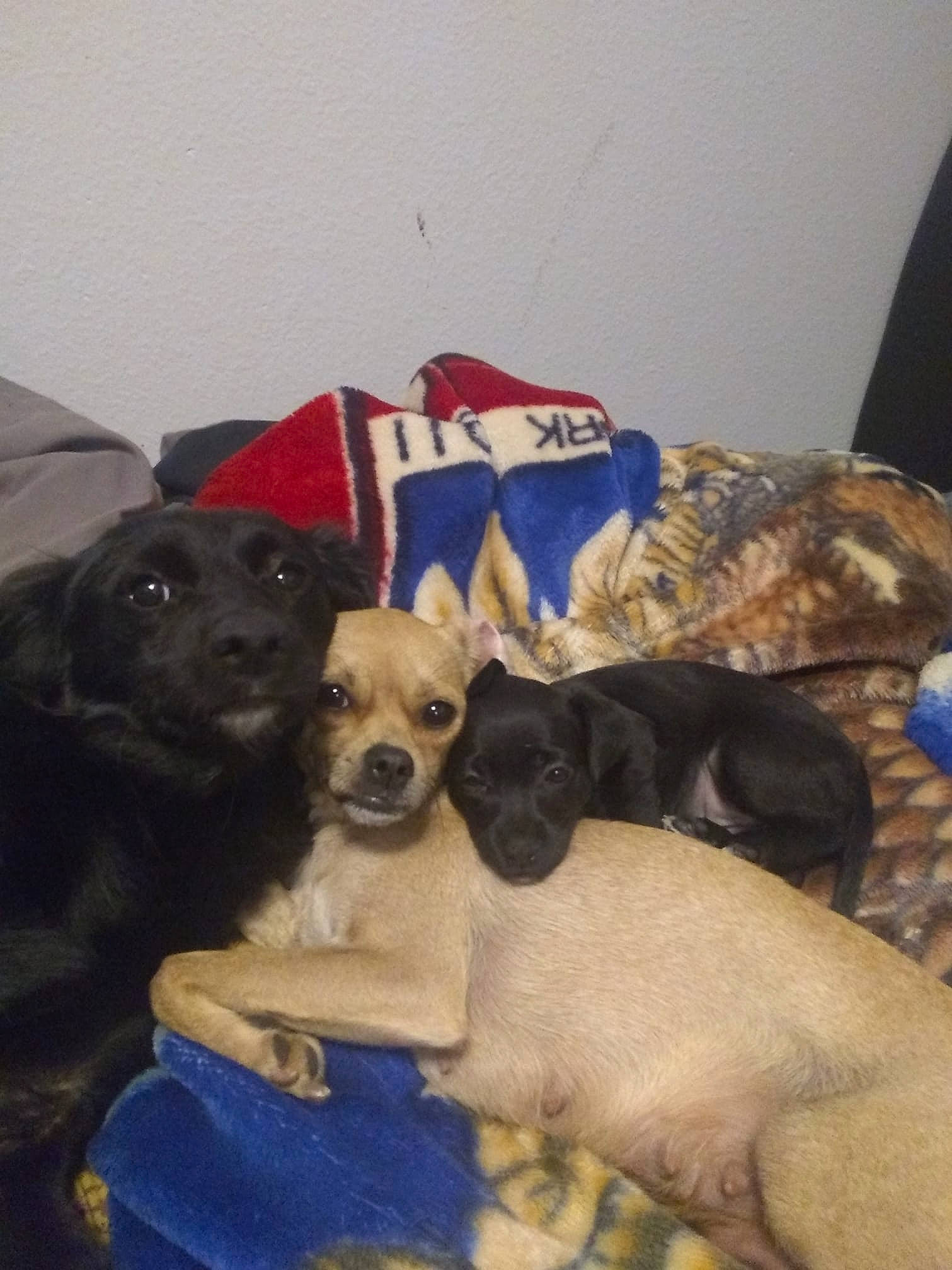 Blackie Princess And Tilianna is registered to the contest to win money with this photo: canidae, carnivore, chair, comfort, companion_dog, couch, dog, dog_breed, dog_supply, fawn, fur, guard_dog, linens, mammal, puppy, room, snout, sporting_group, toy_dog, working_animal