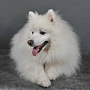 Ditilou a rejoint le concours — aidez-le/la à gagner de superbes lots ! dog, white, fluffy, tongue_out, pet, animal, studio, portrait, laying_down, fur, cute, canine, indoor, smiling, friendly, companion, paw, ears, nose, background