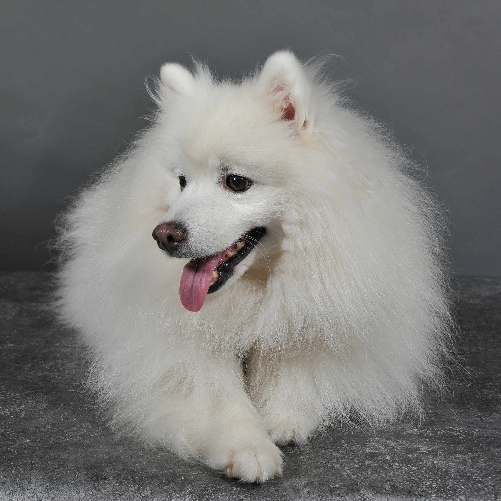 Ditilou a rejoint le concours — aidez-le/la à gagner de superbes lots ! animal, background, canine, companion, cute, dog, ears, fluffy, friendly, fur, indoor, laying_down, nose, paw, pet, portrait, smiling, studio, tongue_out, white
