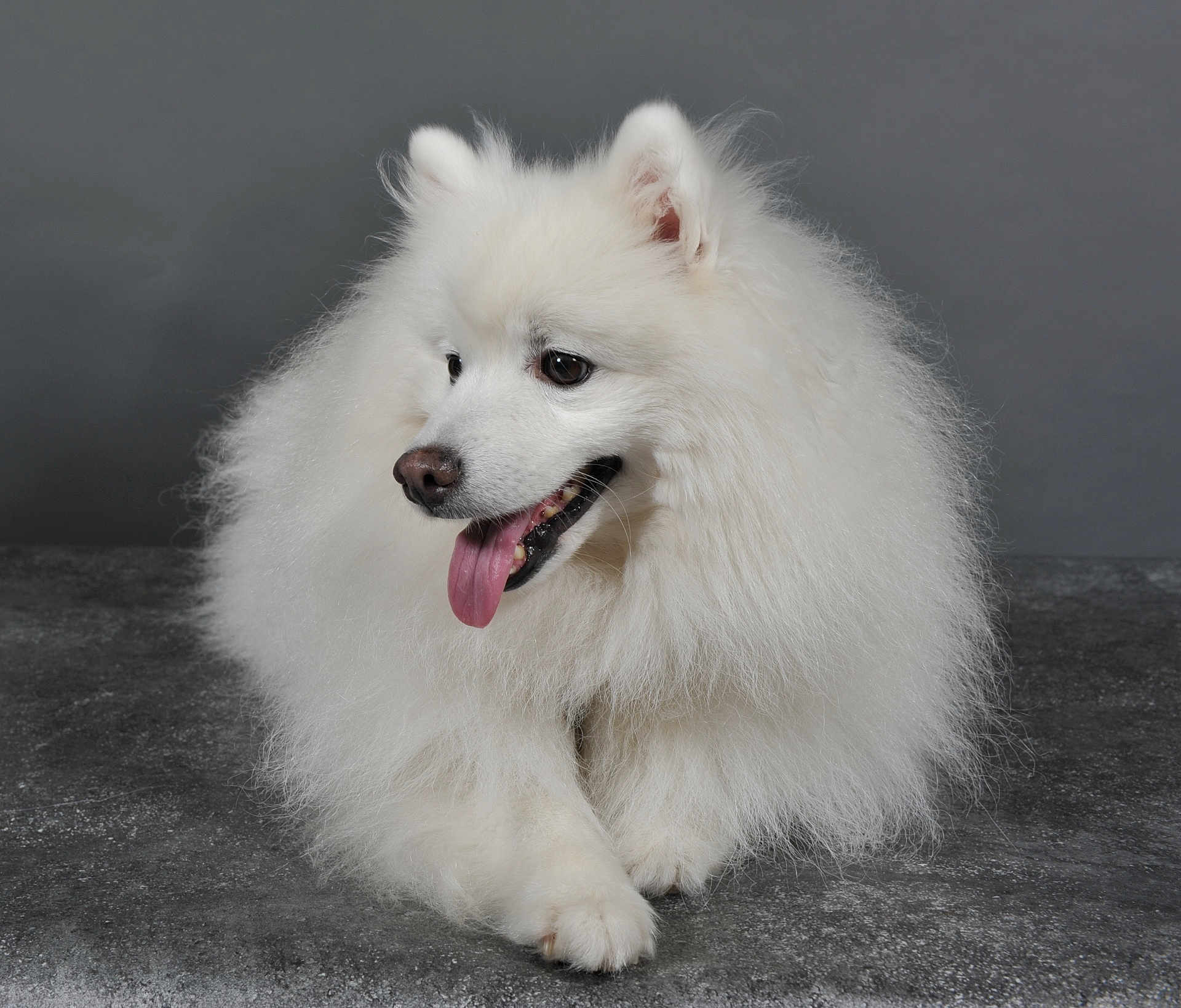 Ditilou a rejoint le concours — aidez-le/la à gagner de superbes lots ! dog, white, fluffy, tongue_out, pet, animal, studio, portrait, laying_down, fur, cute, canine, indoor, smiling, friendly, companion, paw, ears, nose, background