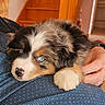 animal, blue_eyes, close_up, cozy, cute, dog, domestic, fluffy, human_hand, indoor, nose, orange_sweater, patterned_clothing, paw, pet, puppy, resting, shirt, stairs, wooden