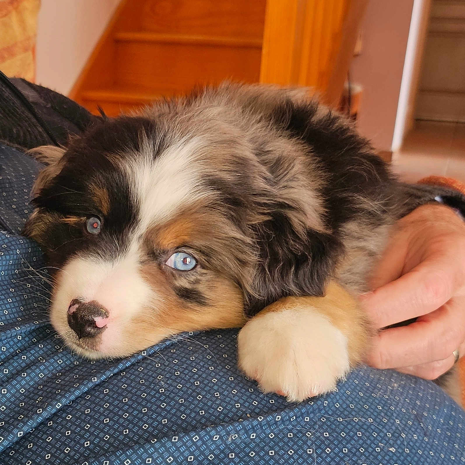 Benji