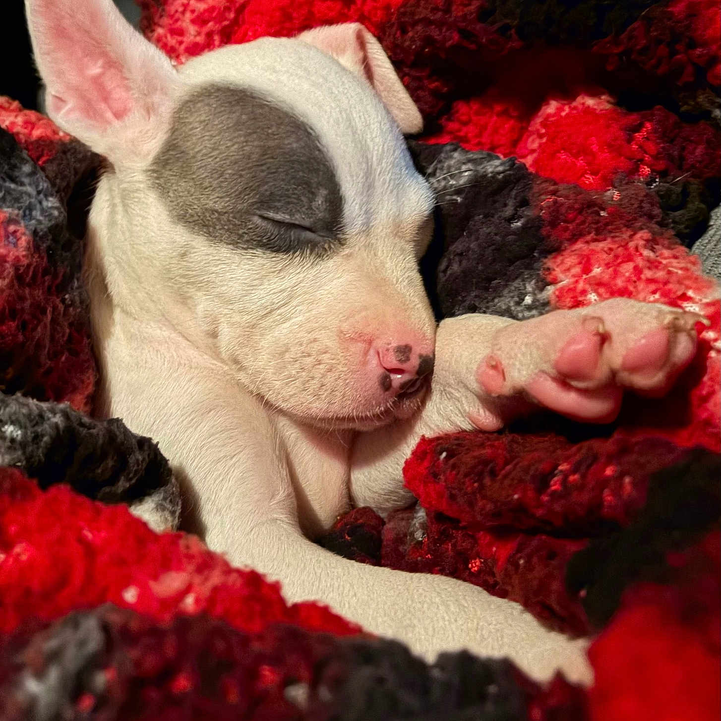 Alana is registered to the contest to win money with this photo: animal, blanket, closeup, cozy, cute, dog, fur, indoor, knitted_blanket, paw, peaceful, pet, pink_nose, puppy, relaxing, resting, sleeping, snuggled, soft, warm