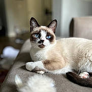 Mila is registered to the contest to win money with this photo: cat, blue_eyes, indoor, couch, fur, pet, animal, relaxing, close_up, blurred_background, toy, soft_fur, whiskers, brown_and_white, domestic_cat, portrait, cute, feline, resting, cozy