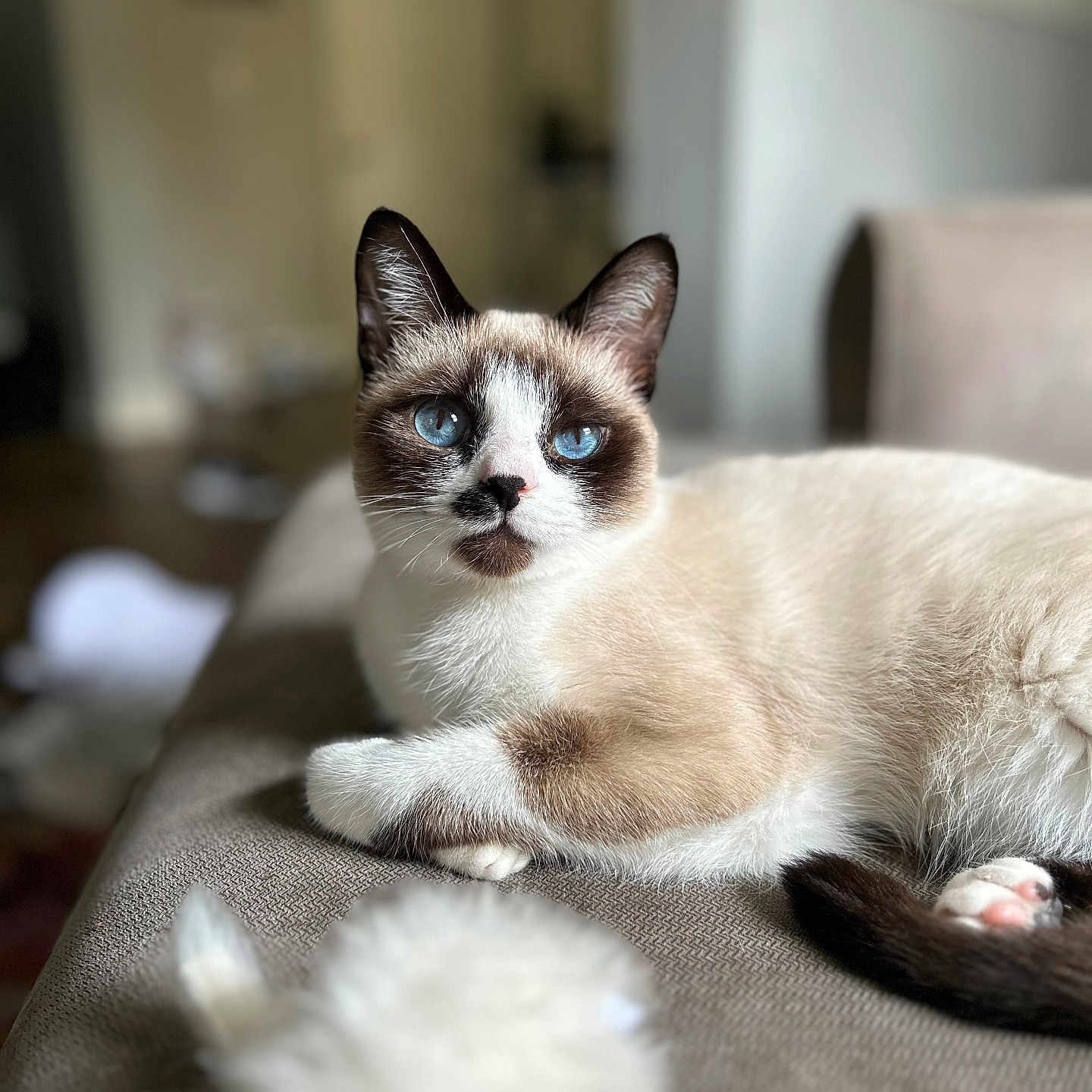 Mila is registered to the contest to win money with this photo: cat, blue_eyes, indoor, couch, fur, pet, animal, relaxing, close_up, blurred_background, toy, soft_fur, whiskers, brown_and_white, domestic_cat, portrait, cute, feline, resting, cozy