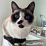 Mila is registered to the contest to win money with this photo: cat, siamese_cat, blue_eyes, pet, animal, fur, whiskers, ears, face, granite_countertop, bathroom_sink, toothpaste, domestic_animal, curious, close_up, indoor, feline, paws, counter, household