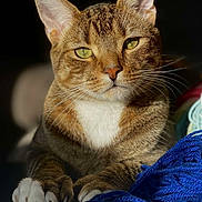 Mister Kitty joined the competition — help win amazing prizes! cat, tabby, green_eyes, paws, whiskers, fur, sunlight, shadow, portrait, close_up, indoor, knit_fabric, blue, relaxed, animal, pet, feline, detailed, texture, cozy