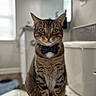 cat, tabby_cat, bow_tie, pet, indoor, toilet, bathroom, feline, sitting, looking_at_camera, animal, fur, whiskers, ears, green_eyes, domestic_cat, household, cute, portrait, closeup