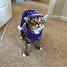 cat, tabby, purple_hat, wizard_costume, indoor, carpet, pet, costume, animal, curious, feline, whiskers, ears, green_eyes, clothing, cute, dress_up, house, domestic, funny