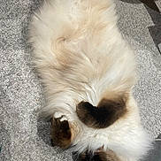 Zazou a rejoint le concours — aidez-le/la à gagner de superbes lots ! belly, brown_paws, carpet, cat, color_point, cozy, ear, fluffy_cat, furniture_leg, indoor, long_hair, on_back, paws, pet, relaxed, rug, shadow, sleeping, whiskers, white_fur