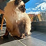Zazou a rejoint le concours — aidez-le/la à gagner de superbes lots ! blue_sky, cat, clouds, cozy, domestic_animal, fluffy_cat, fur, indoor, looking_away, paw, pet, portrait, ragdoll, reflection, shadow, sitting, sunlight, tile_floor, whiskers, window