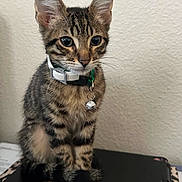Leo joined the competition — help win amazing prizes! kitten, cat, tabby, pet, collar, bell, fur, whiskers, ears, paws, tail, indoor, cute, animal, young, domestic, sitting, curious, closeup, feline