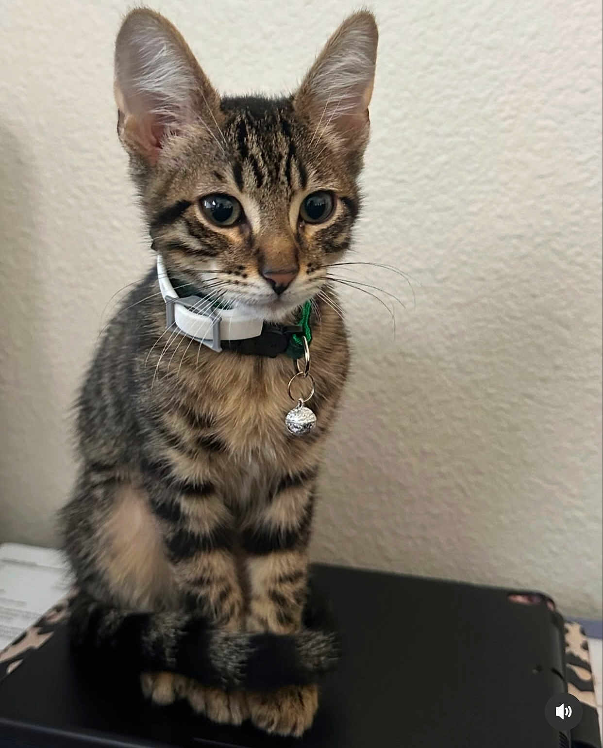 Leo joined the competition — help win amazing prizes! kitten, cat, tabby, pet, collar, bell, fur, whiskers, ears, paws, tail, indoor, cute, animal, young, domestic, sitting, curious, closeup, feline