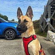 Mya participe au concours pour gagner de l'argent avec cette photo : dog, red_harness, outdoor, pavement, blue_car, wooden_stairs, sign, sky, cloudy_sky, leash, animal, pet, sitting, ears, face, fur, daylight, nature, road, vehicle
