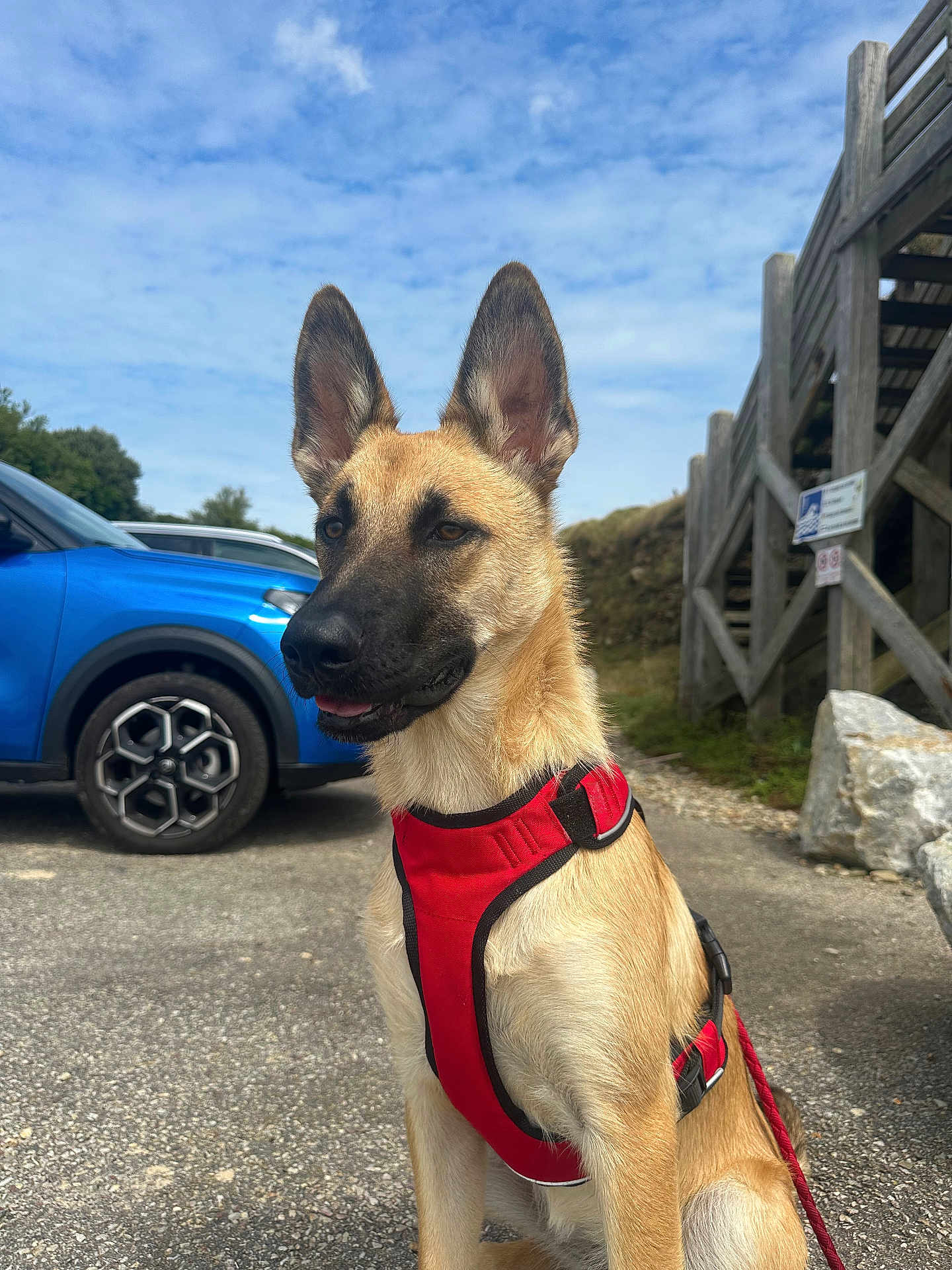 Mya participe au concours pour gagner de l'argent avec cette photo : dog, red_harness, outdoor, pavement, blue_car, wooden_stairs, sign, sky, cloudy_sky, leash, animal, pet, sitting, ears, face, fur, daylight, nature, road, vehicle