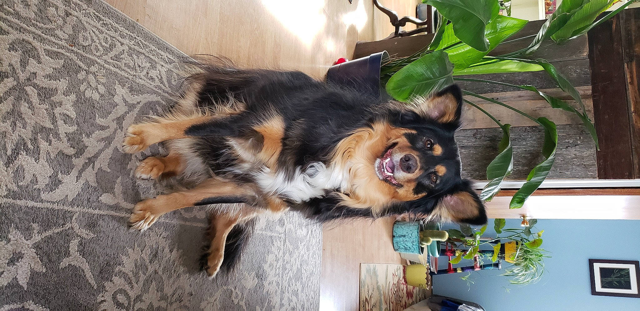 Little Bit is registered to the contest to win money with this photo: canidae, carnivore, collar, companion_dog, dog, dog_breed, fawn, felidae, foot, fur, herding_dog, old_german_shepherd_dog, paw, plant, sporting_group, sunglasses, tail, whiskers, working_animal, working_dog