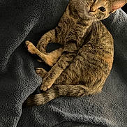 Benny joined the competition — help win amazing prizes! animal, bedding, blanket, cat, closeup, comfortable, cozy, domestic_animal, ears, feline, fur, indoor, looking_up, lounging, paws, pet, portrait, tabby_cat, tail, whiskers