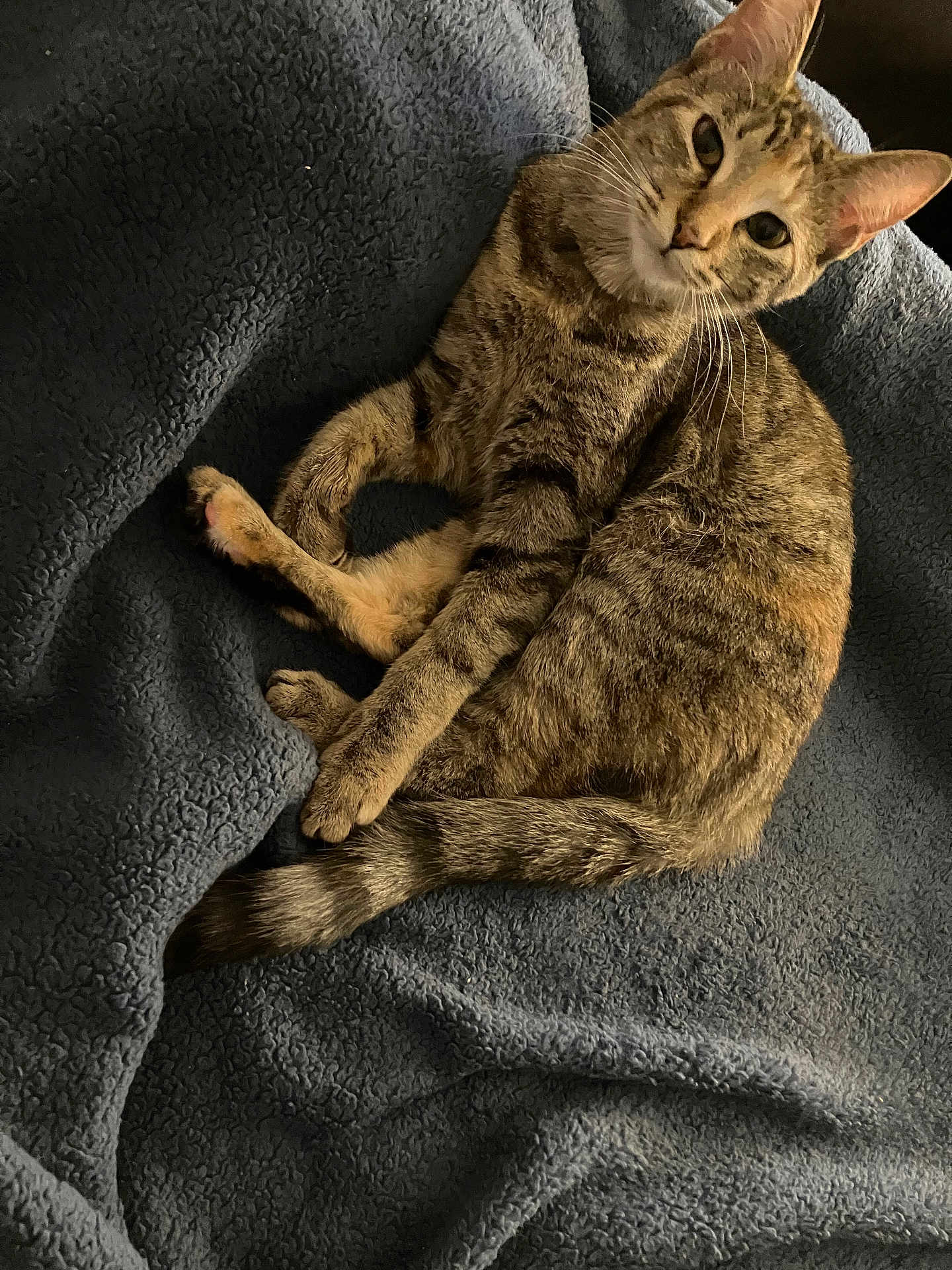 Benny joined the competition — help win amazing prizes! animal, bedding, blanket, cat, closeup, comfortable, cozy, domestic_animal, ears, feline, fur, indoor, looking_up, lounging, paws, pet, portrait, tabby_cat, tail, whiskers