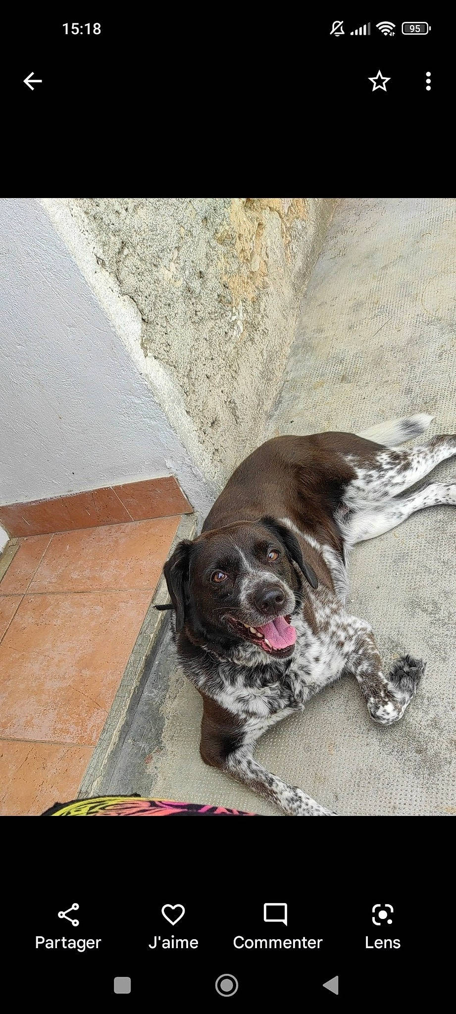 Daisy a rejoint le concours — aidez-le/la à gagner de superbes lots ! canidae, carnivore, companion_dog, concrete, dog, dog_breed, dog_collar, fawn, flooring, fur, gun_dog, liver, non_sporting_group, paw, puppy, snout, sporting_group, tail, wood, working_animal