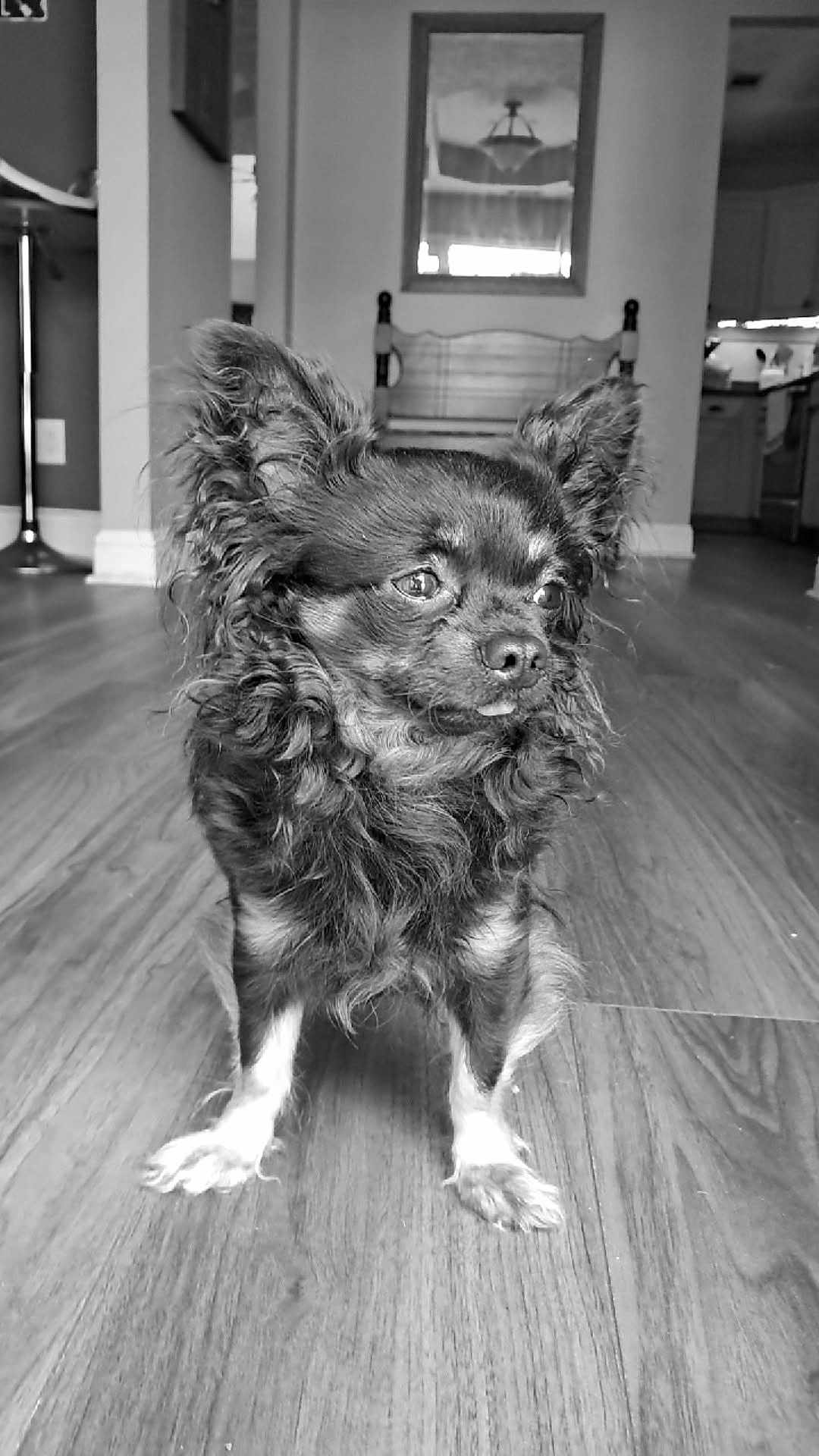 Good Goods is registered to the contest to win money with this photo: alert, animal, black_and_white, chair, companion, cozy, cute, dog, domestic, ears, fur, furniture, home, indoor, mirror, pet, portrait, small_dog, standing, wooden_floor