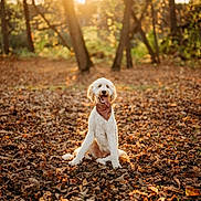 Dexter joined the competition — help win amazing prizes! animal, canine, dog, face, grove, head, land, leaf, nature, outdoors, person, pet, photography, plant, portrait, puppy, sunlight, tree, vegetation, woodland
