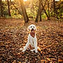 animal, canine, dog, face, grove, head, land, leaf, nature, outdoors, person, pet, photography, plant, portrait, puppy, sunlight, tree, vegetation, woodland